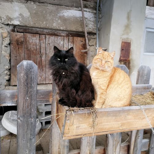 Katzen in der Sonne